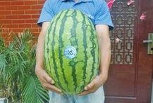 热门大瓜每日大赛,揭秘娱乐圈风云变幻，大赛精彩瞬间回顾